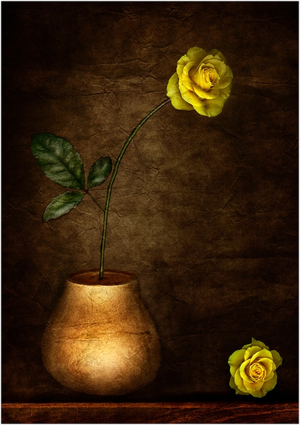 275 - YELLOW ROSE - SAGUES FEDERICO - spain.jpg
